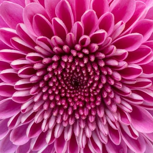 Bloom;Blossom;Blossoms;Botanical;Bud;Calm;Chrysanthemum;Close-up;Floral;Floweret;Flowering;Flowers;Healing;Health care;Healthcare;Macro;Nature;Pastoral;Petal;Pink;bloom;flora;floral;flower;magenta;oneness;peaceful;plants;purple;restful;serene;soothing;tranquil;zen